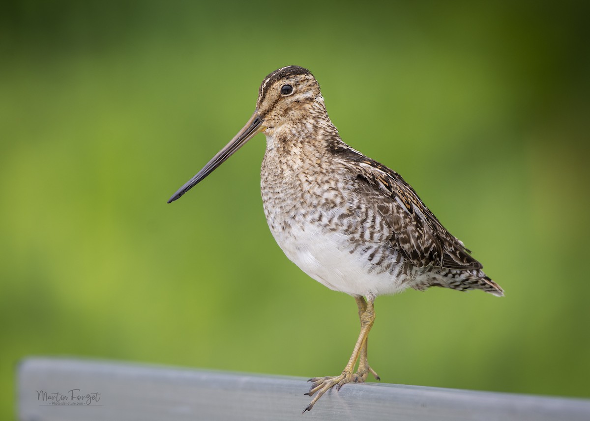 Wilson's Snipe - ML638813385