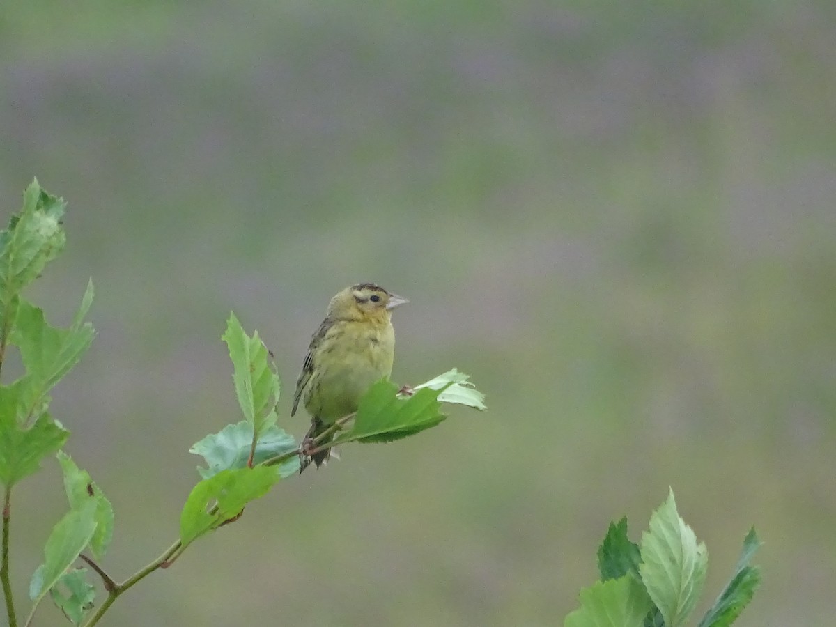 Bobolink - ML638813386