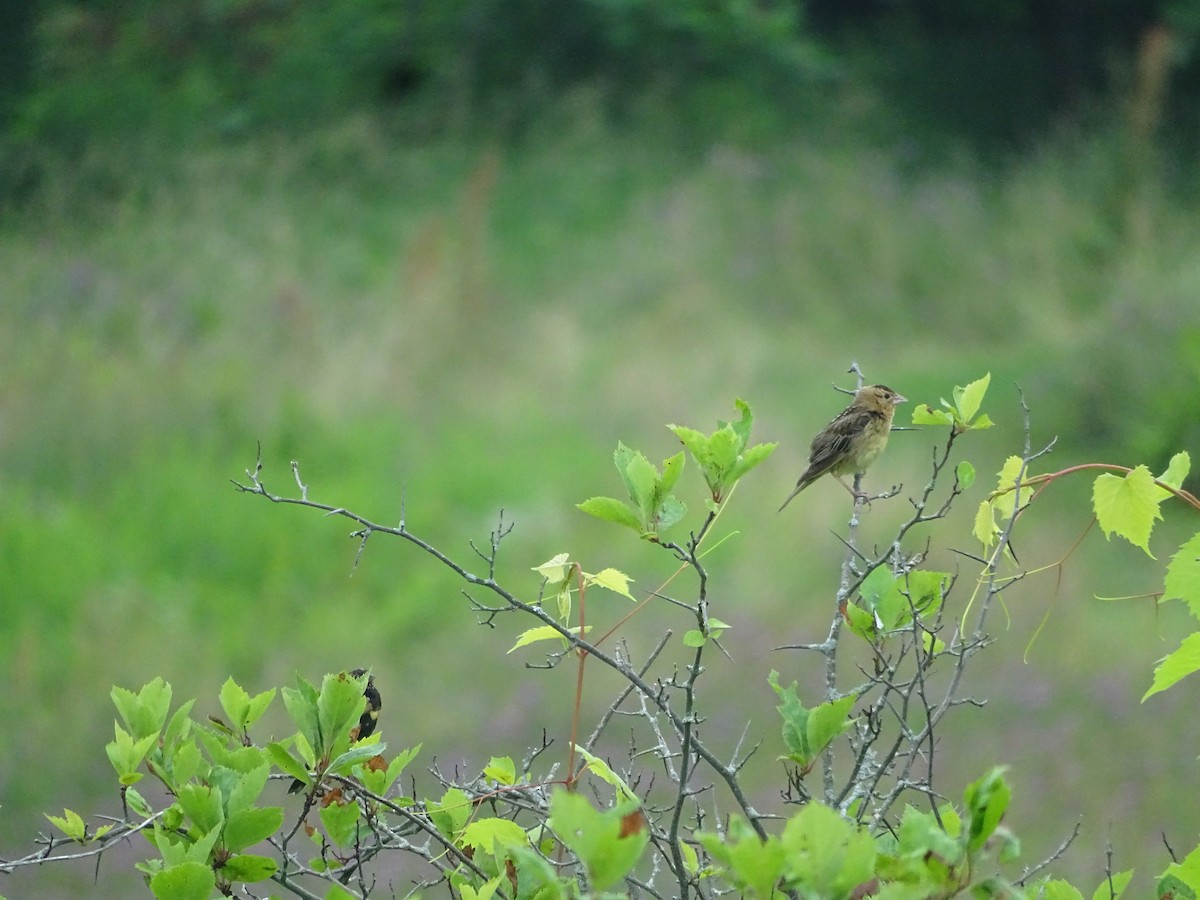 Bobolink - ML638813391