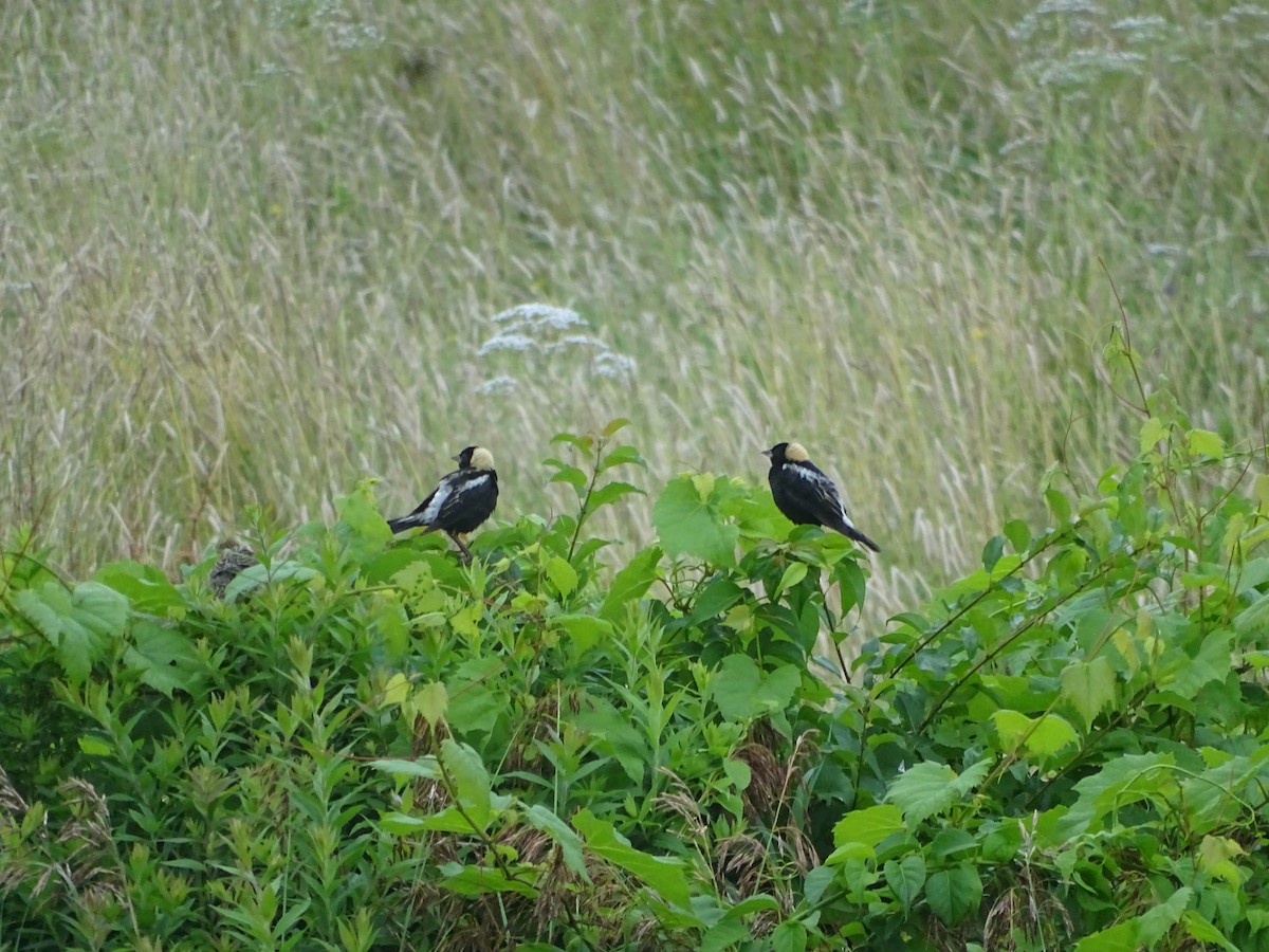 Bobolink - ML638813392