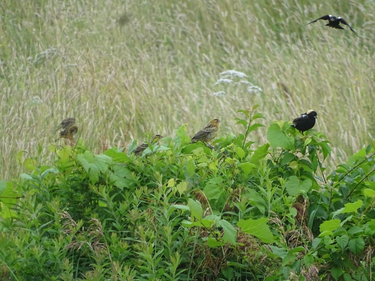 Bobolink - ML638813393