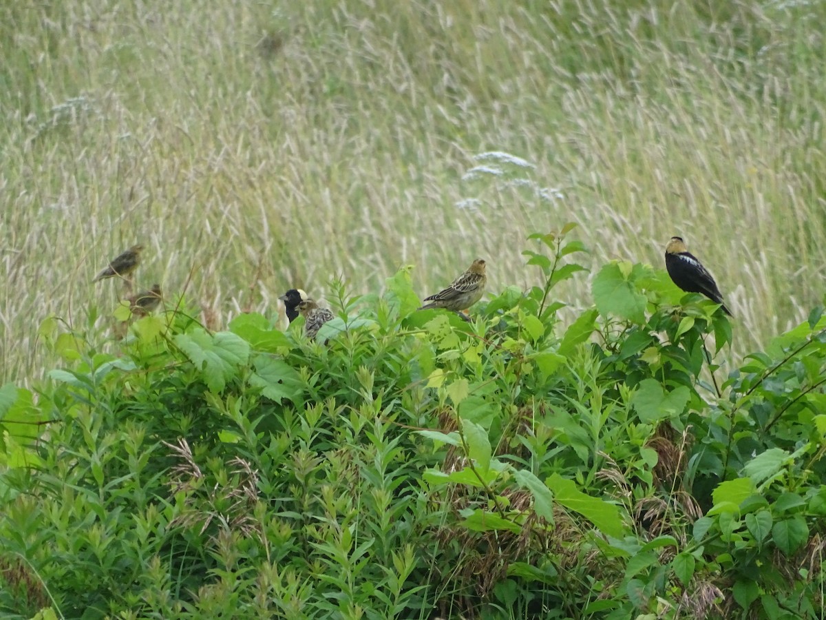 Bobolink - ML638813394