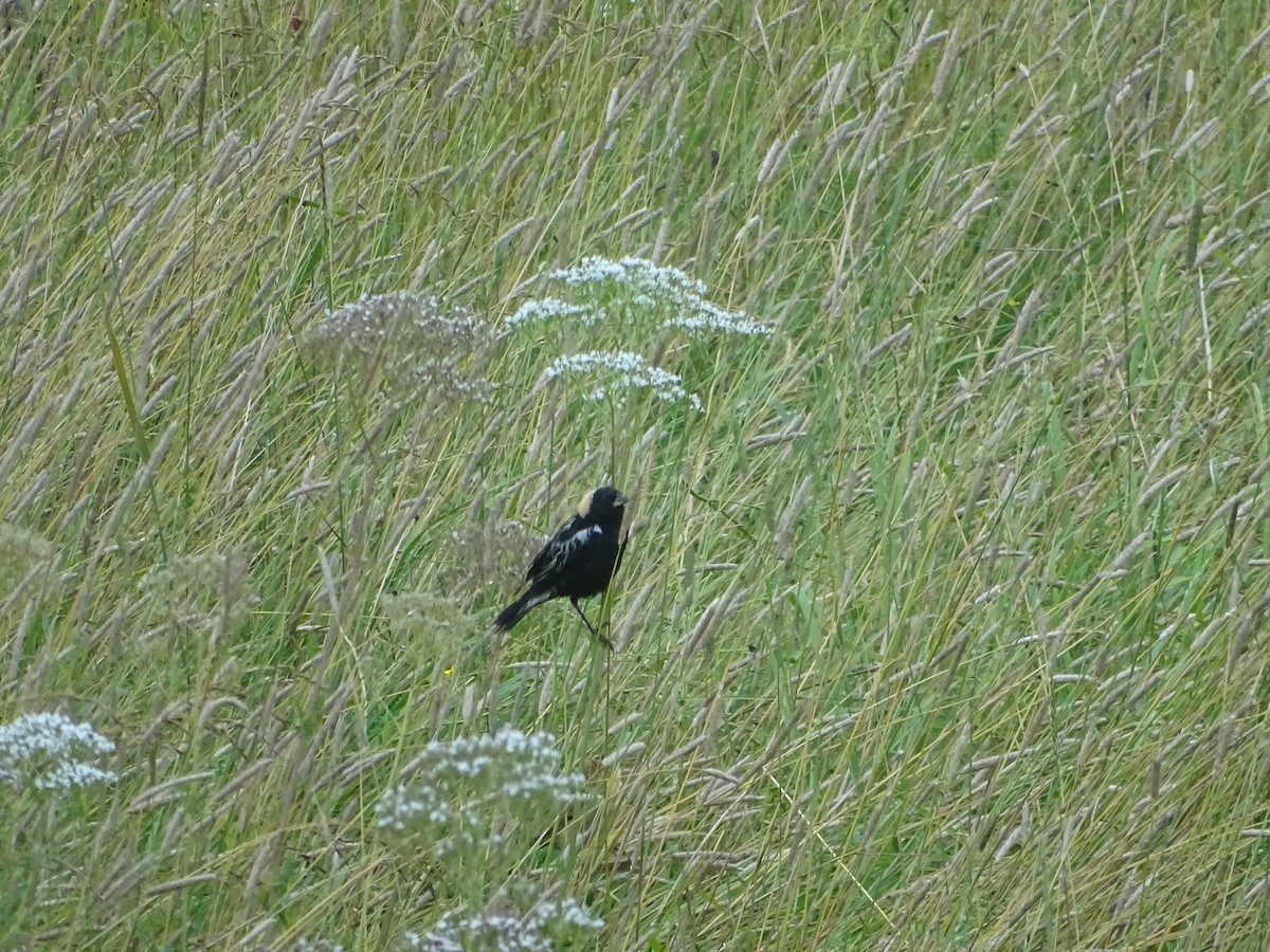 Bobolink - ML638813395