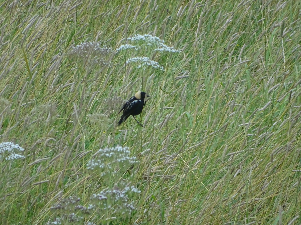 Bobolink - ML638813396