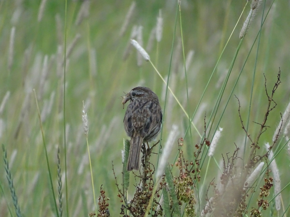 Song Sparrow - ML638813408