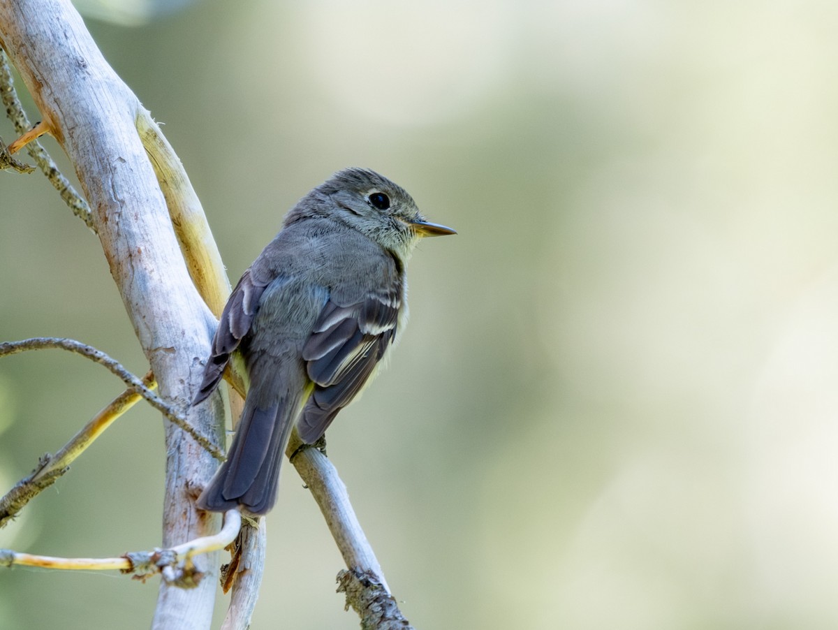 Empidonax sp. - ML638813459