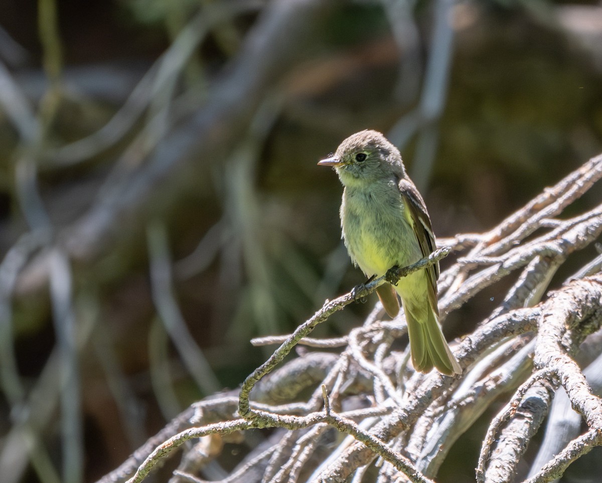 Empidonax sp. - ML638813460
