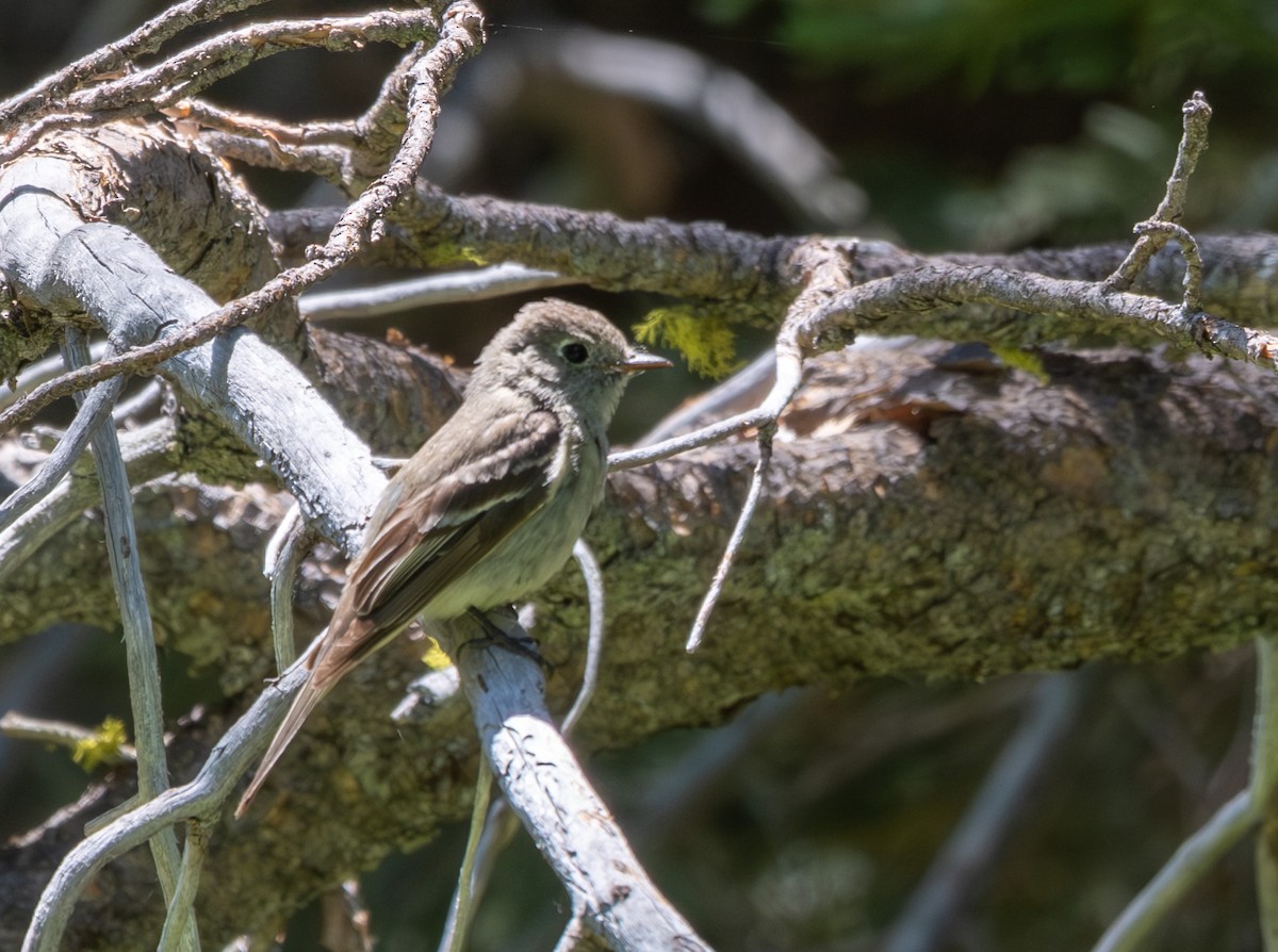 Empidonax sp. - ML638813461