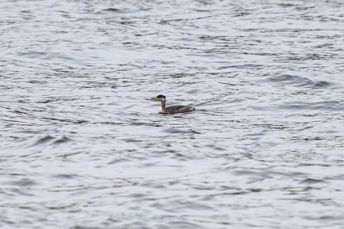 Red-necked Grebe - ML638813508