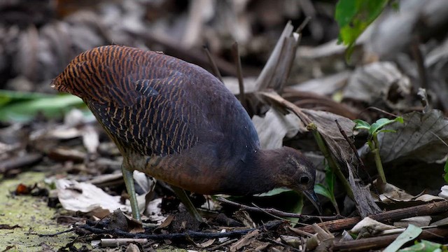 Yellow-legged Tinamou - ML638813536