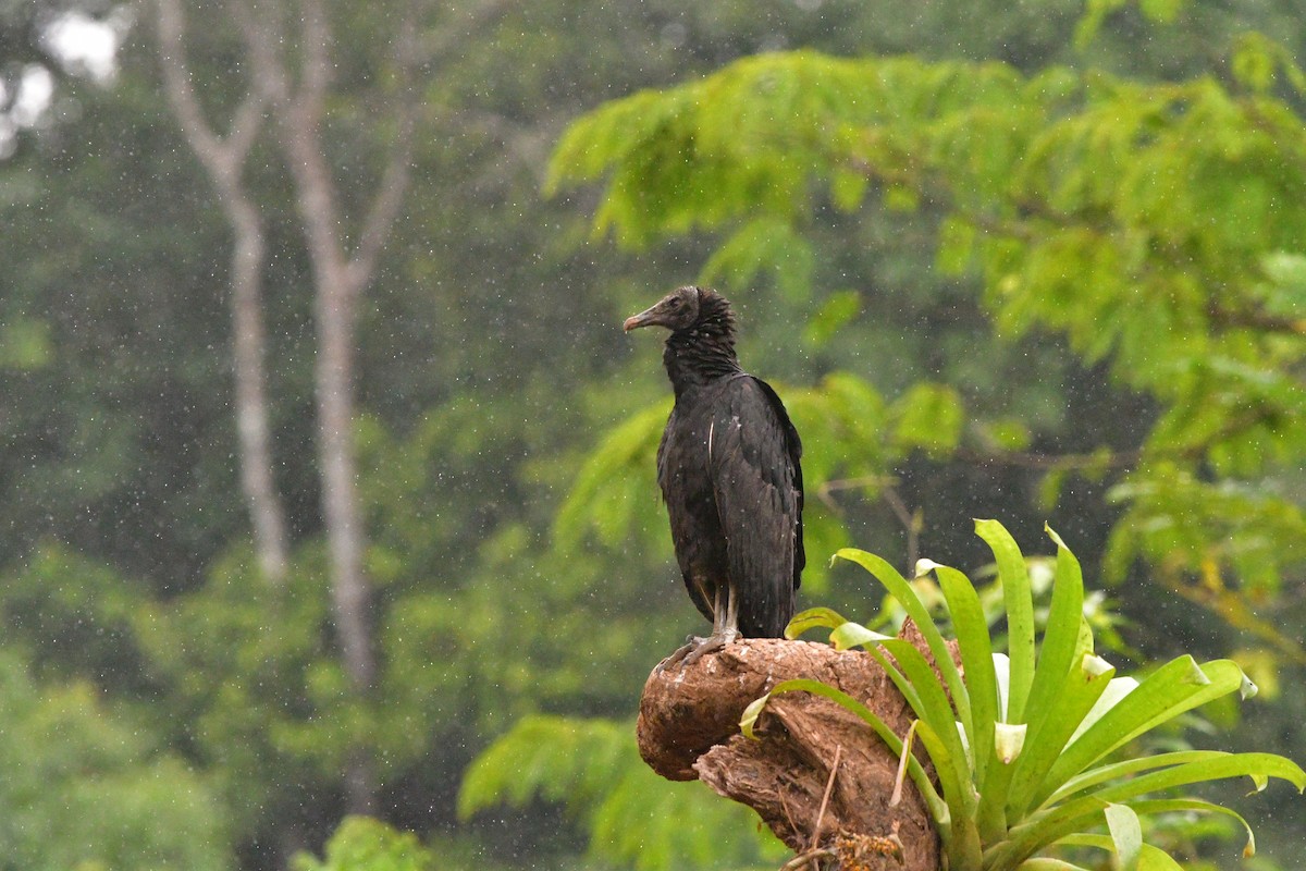 Black Vulture - ML638813556