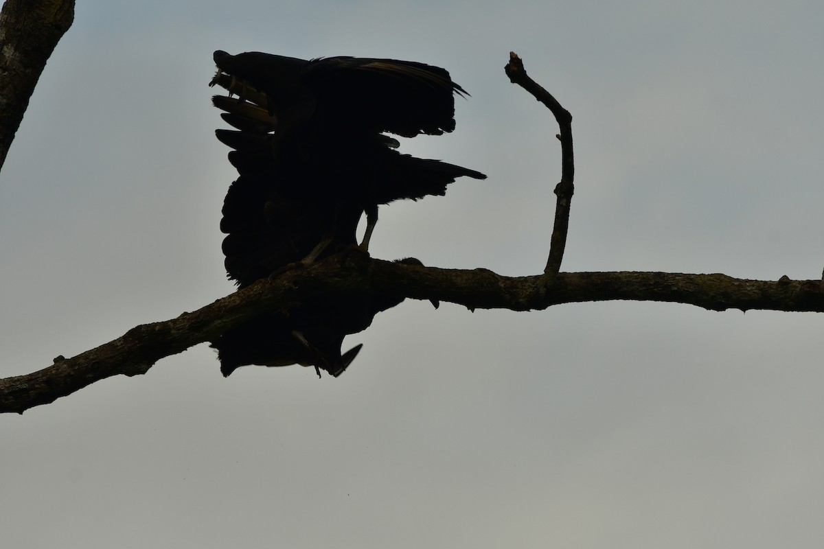 Black Vulture - ML638813557