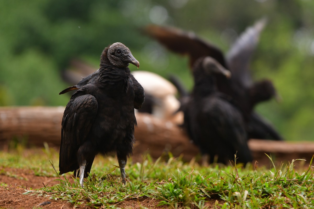 Black Vulture - ML638813558