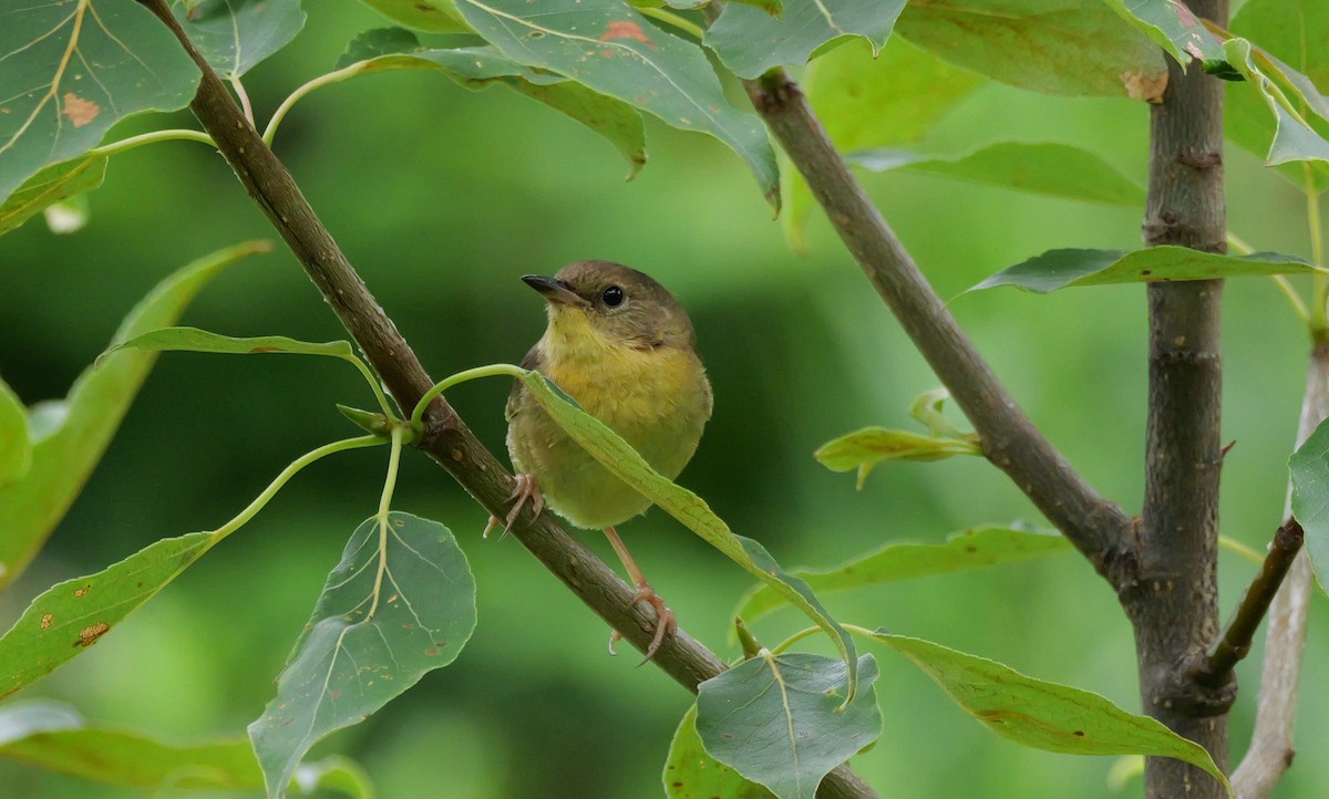 Common Yellowthroat - ML638813580