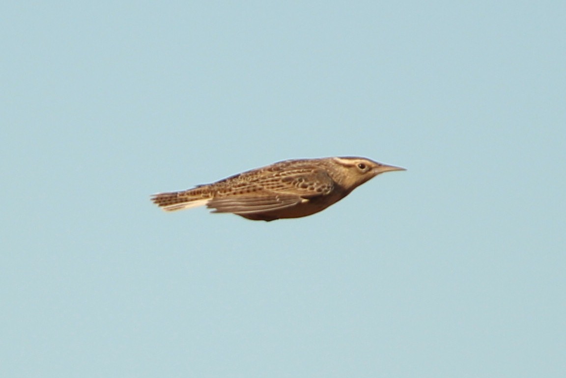 Eastern Meadowlark (Eastern) - ML638813593