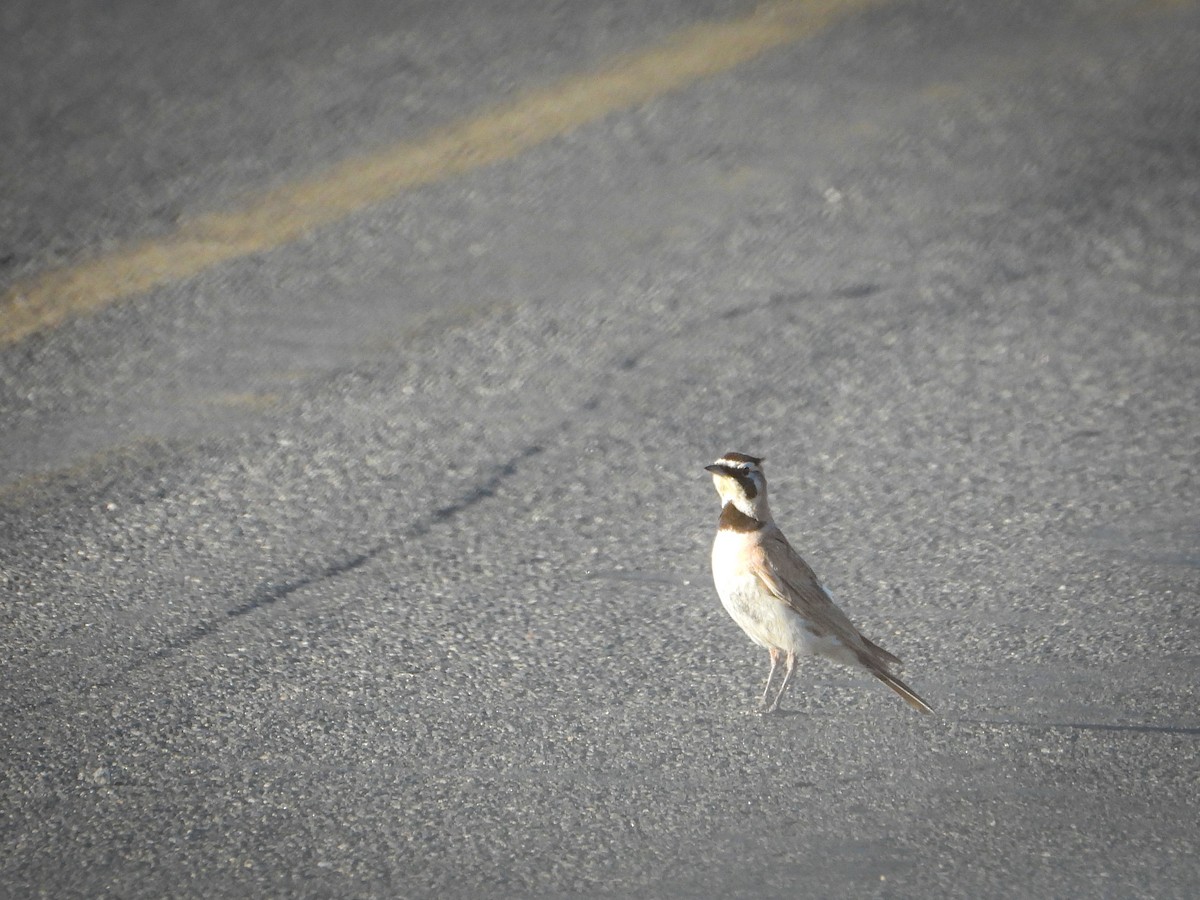 Horned Lark - ML638813596