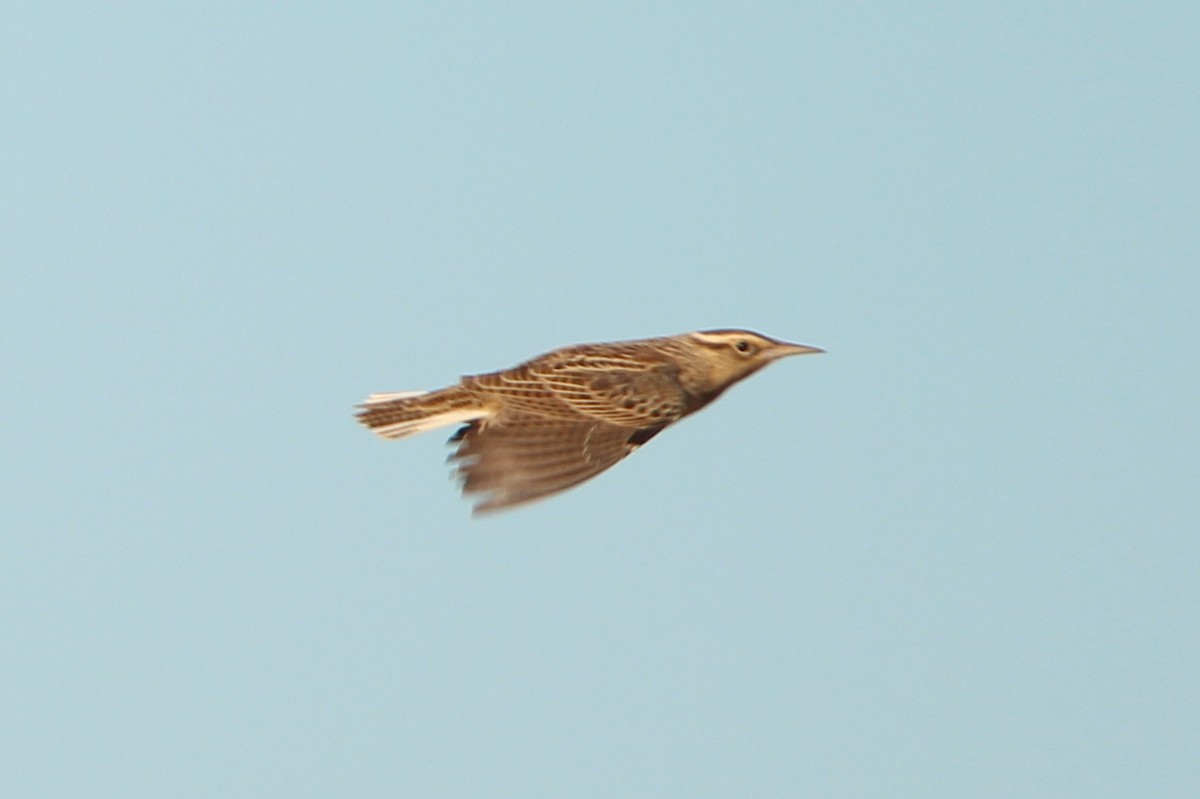 Eastern Meadowlark (Eastern) - ML638813597