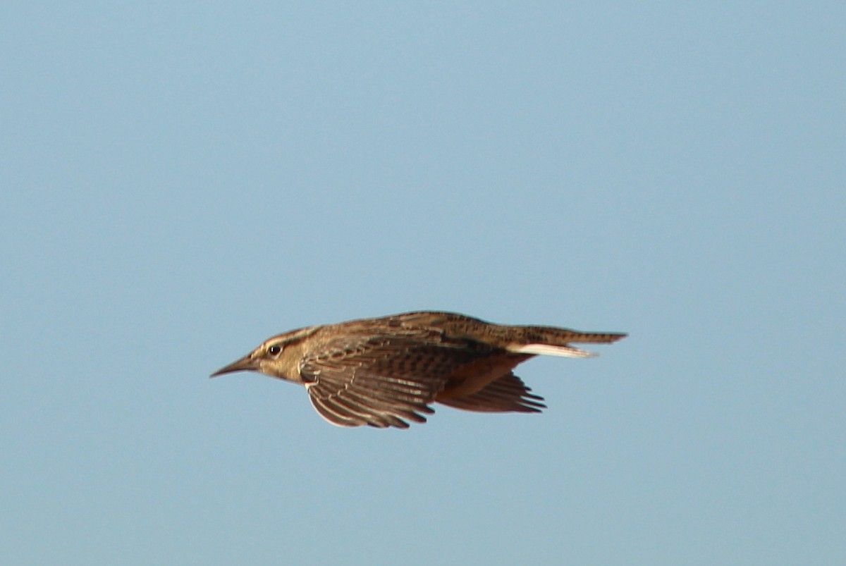Eastern Meadowlark (Eastern) - ML638813600