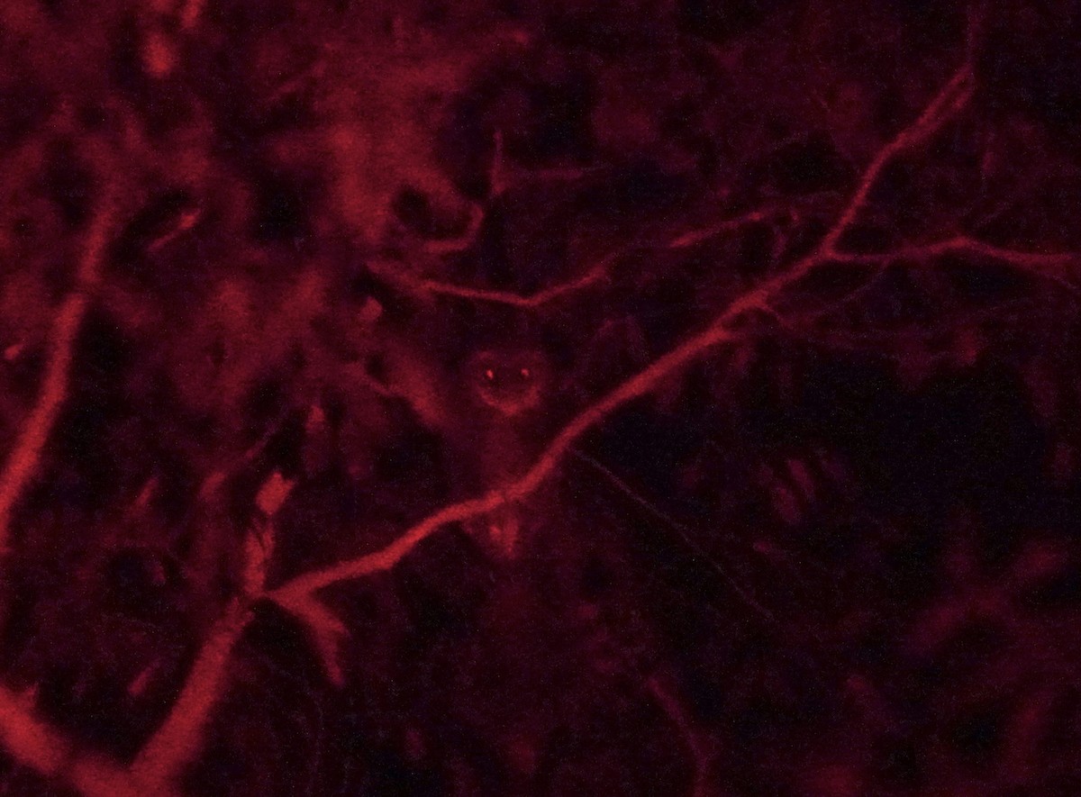 Sooty Owl (Greater) - ML638813627