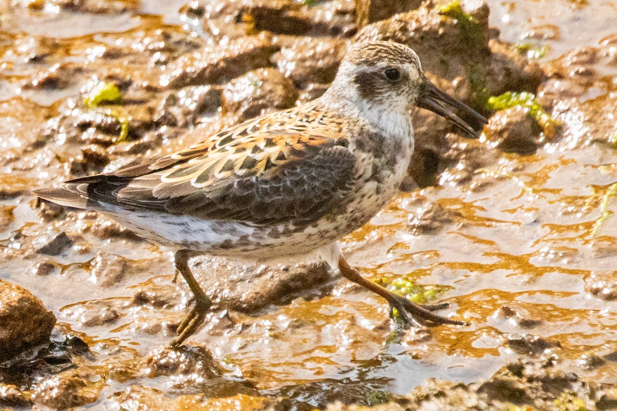 Rock Sandpiper (Aleutian) - ML638813666