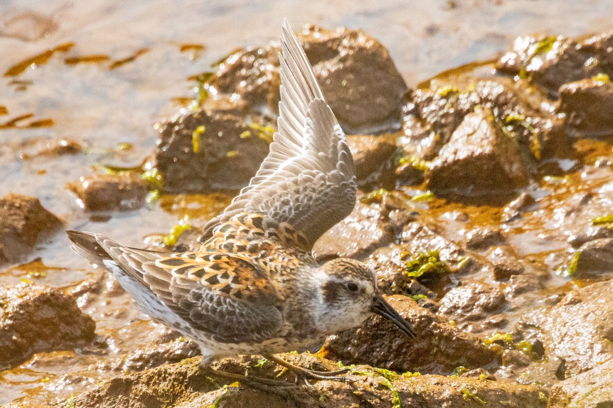 Rock Sandpiper (Aleutian) - ML638813670