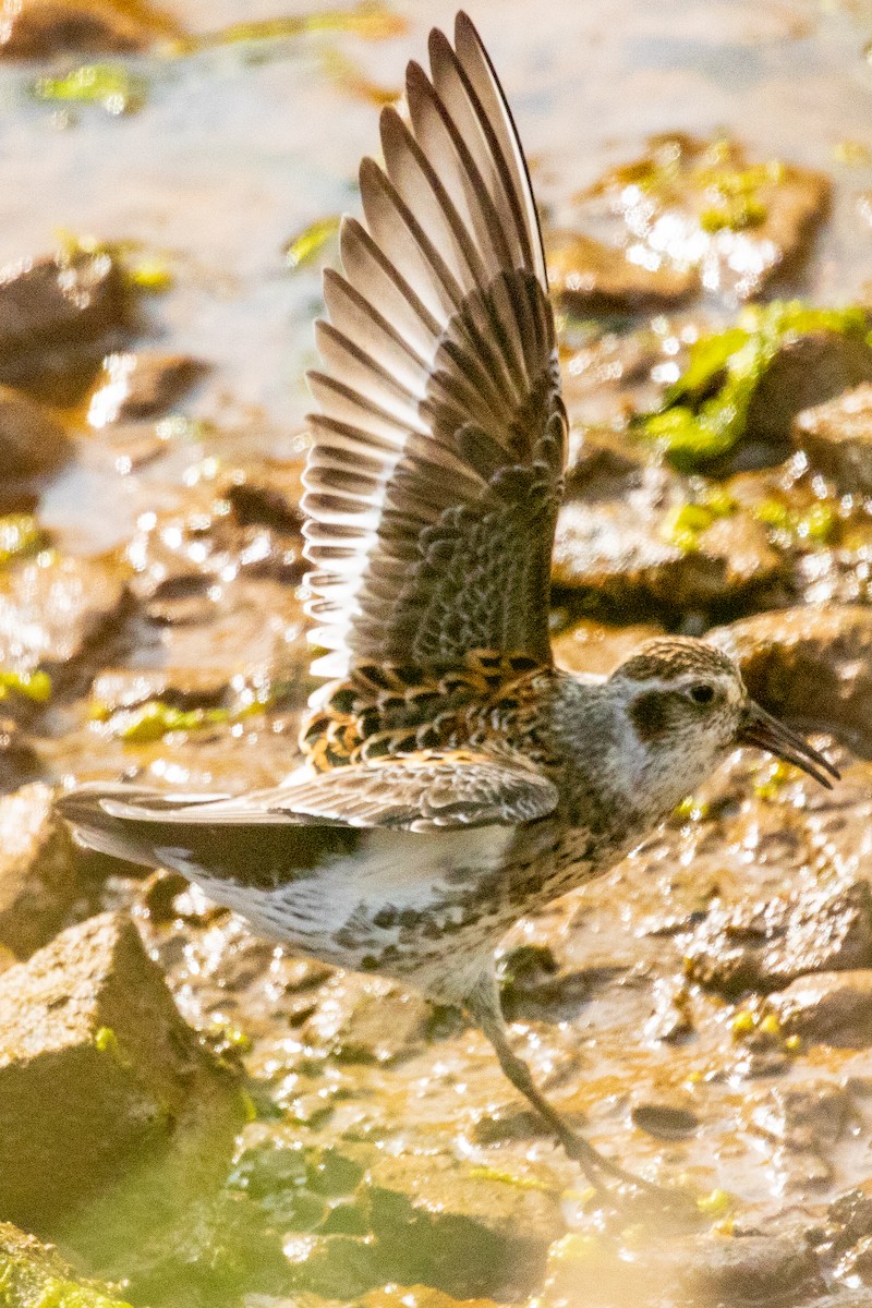 Rock Sandpiper (Aleutian) - ML638813673
