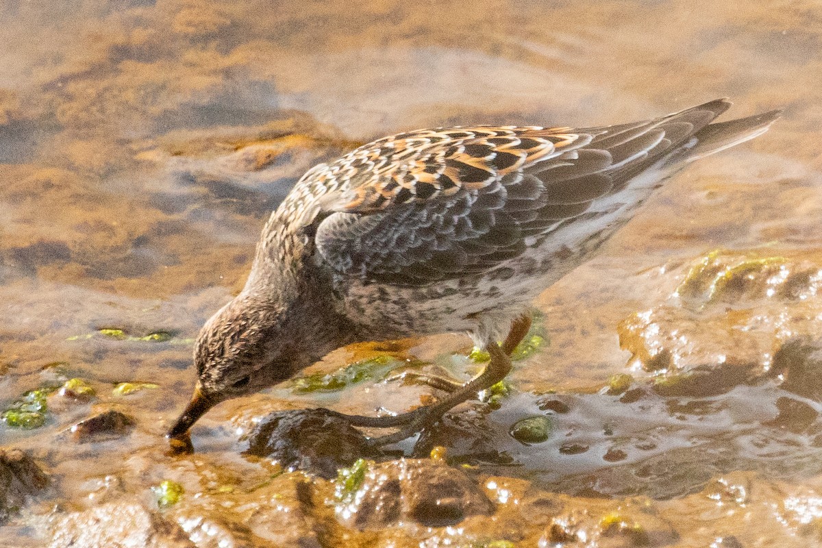 Rock Sandpiper (Aleutian) - ML638813678