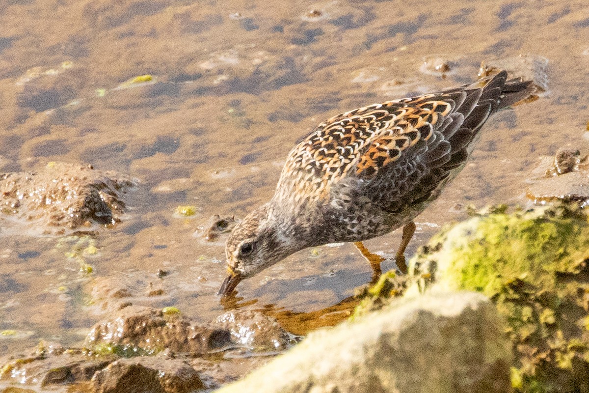 Rock Sandpiper (Aleutian) - ML638813685