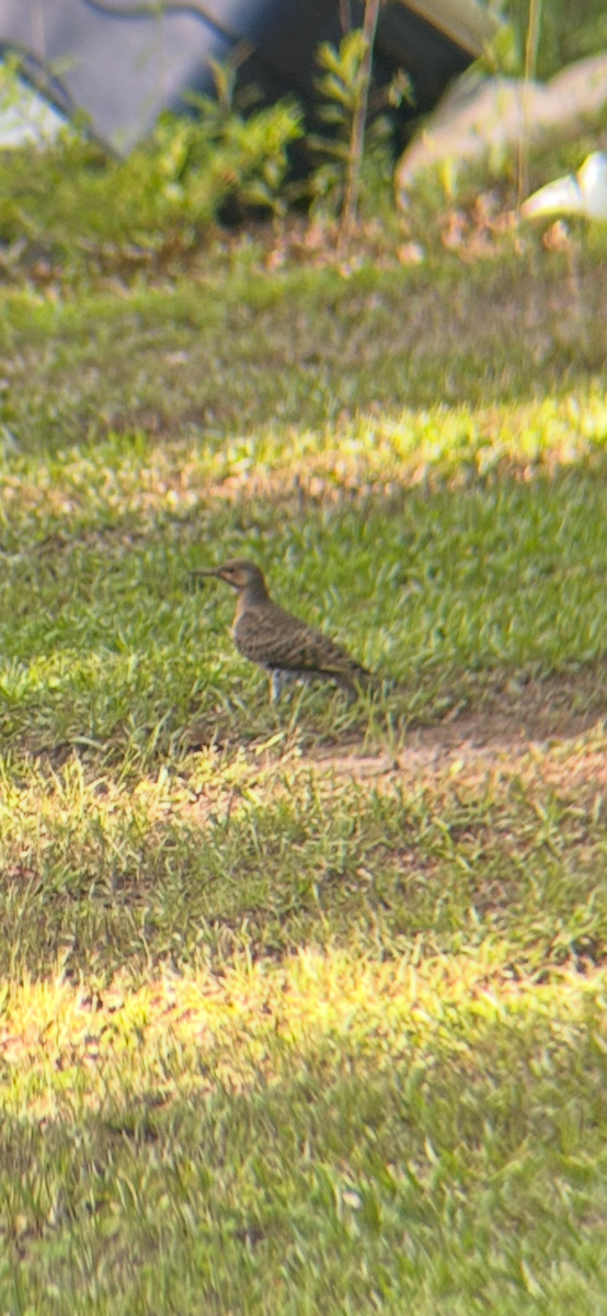 Northern Flicker - ML638813687