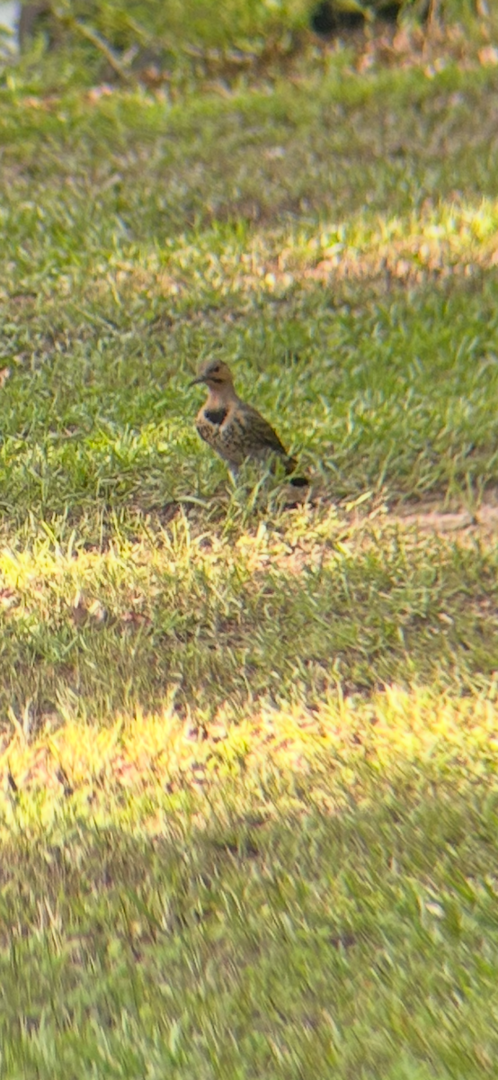 Northern Flicker - ML638813688