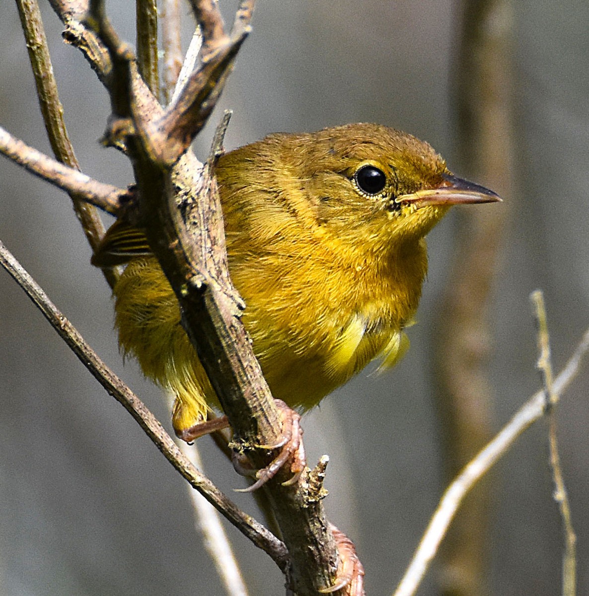 Common Yellowthroat - ML638813689