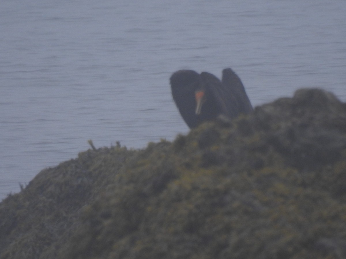 Double-crested Cormorant - ML638813693