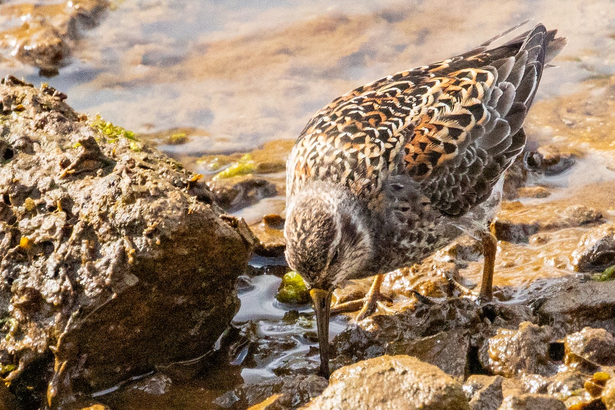 Rock Sandpiper (Aleutian) - ML638813702