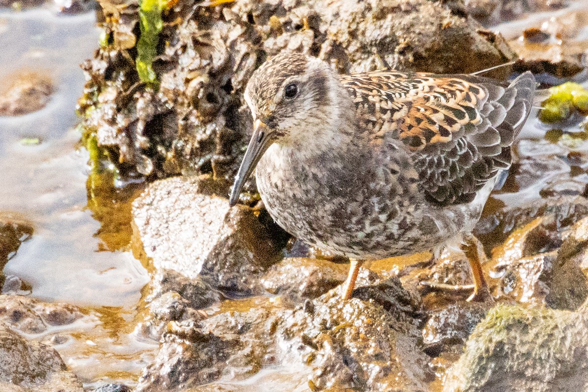 Rock Sandpiper (Aleutian) - ML638813706
