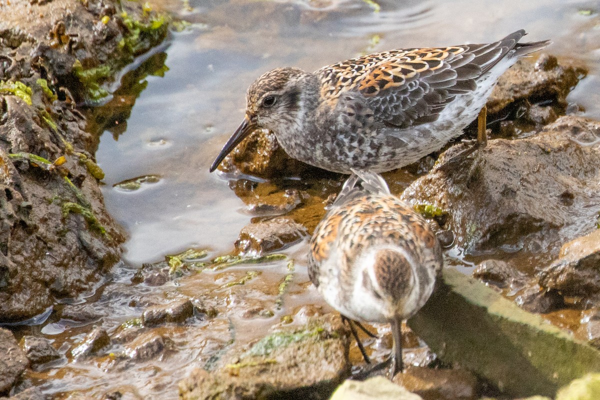 Rock Sandpiper (Aleutian) - ML638813710