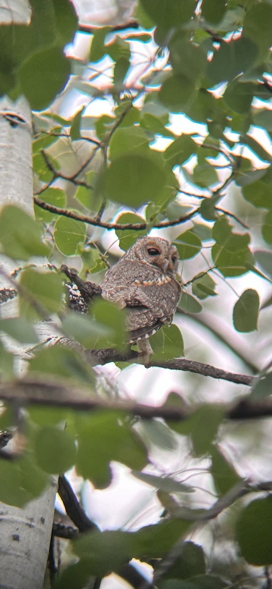 Flammulated Owl - ML638813785