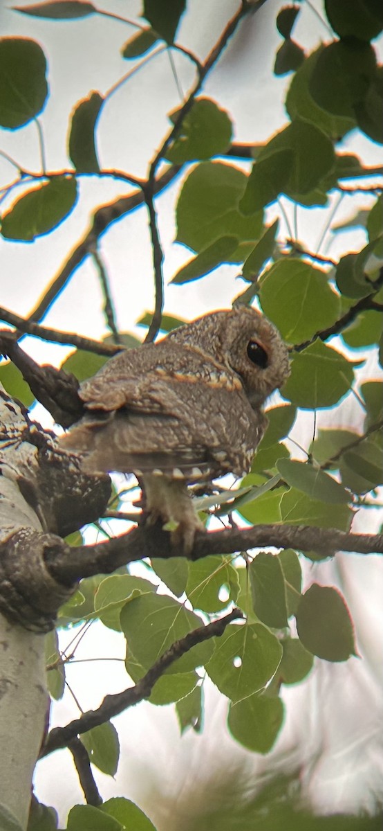 Flammulated Owl - ML638813786