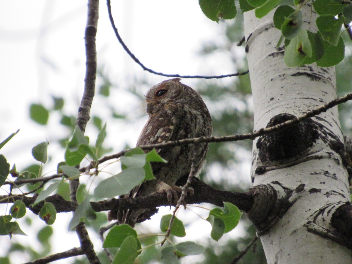 Flammulated Owl - ML638813787