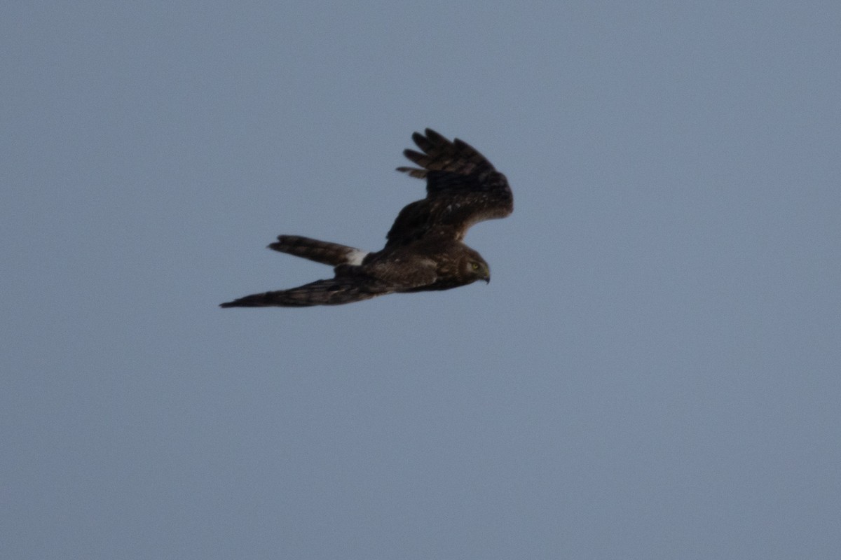 Northern Harrier - ML638813801