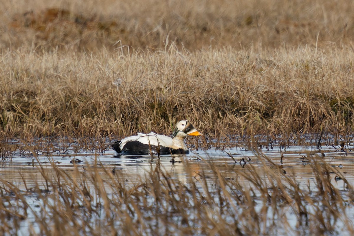 Spectacled Eider - ML638813836