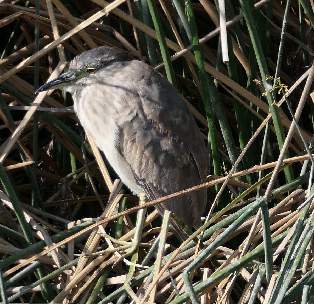 Black-crowned Night Heron - ML638813837