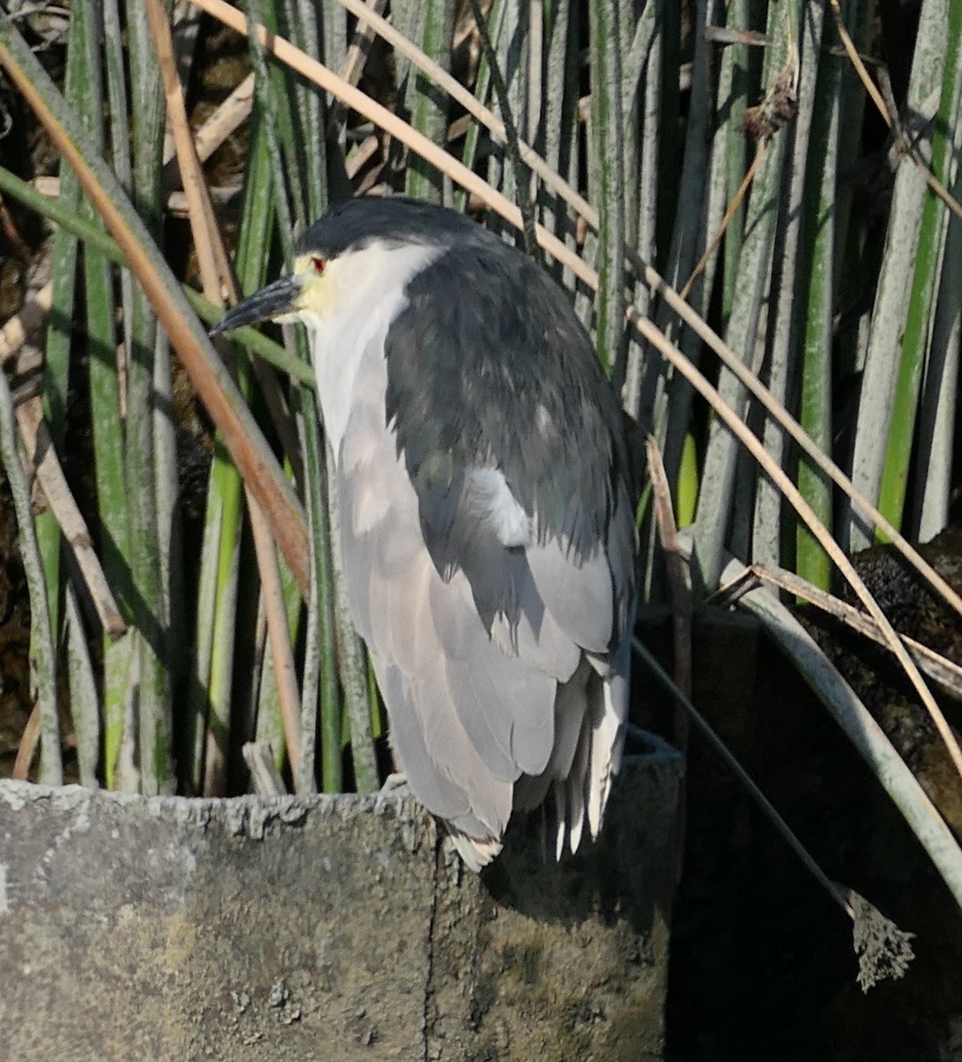 Black-crowned Night Heron - ML638813840