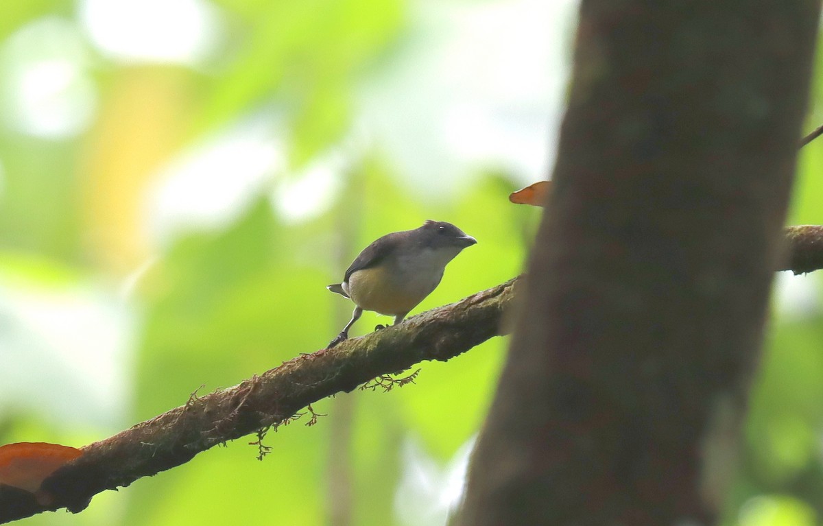White-throated Flowerpecker - ML638813845