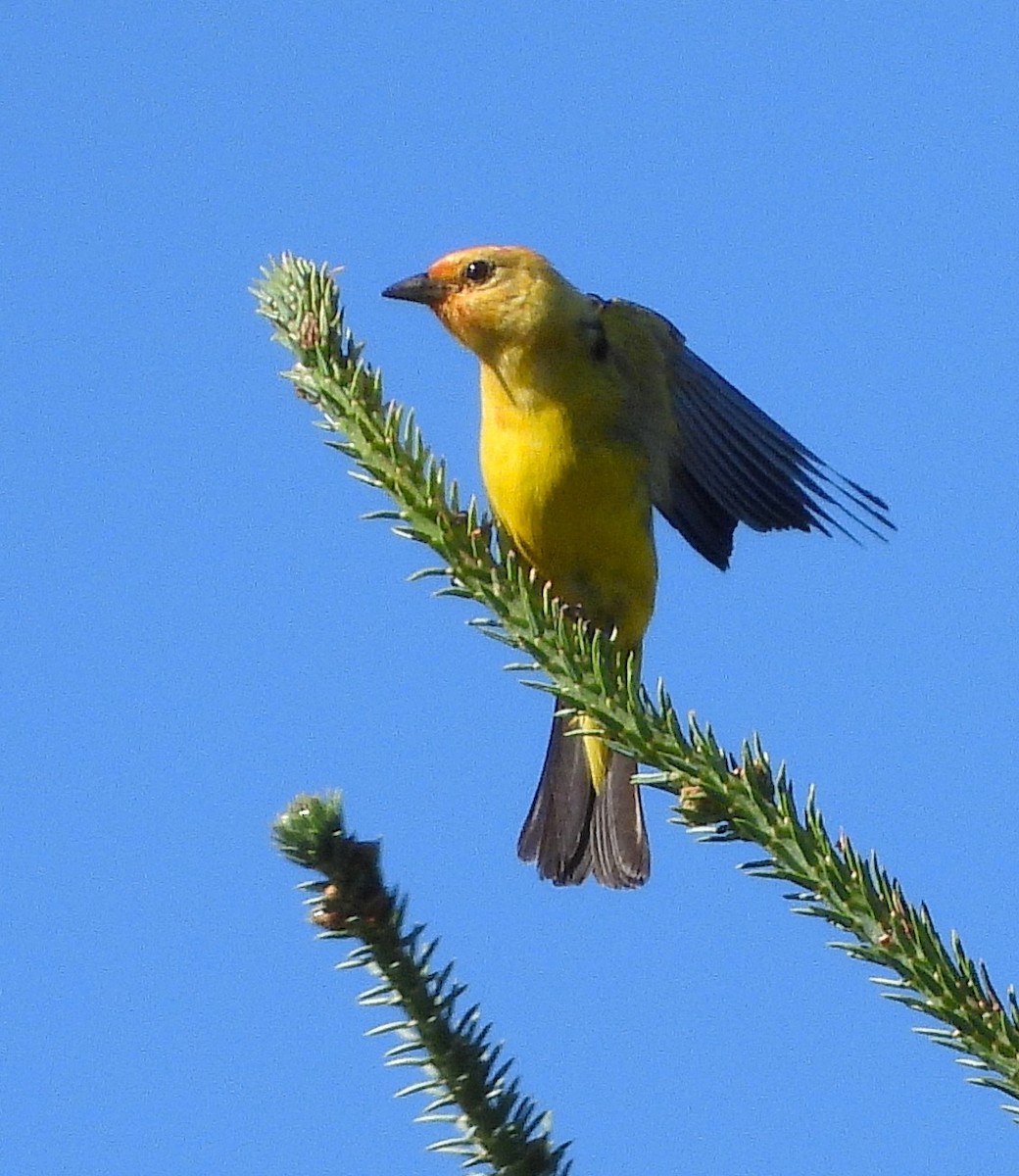 Western Tanager - ML638813853