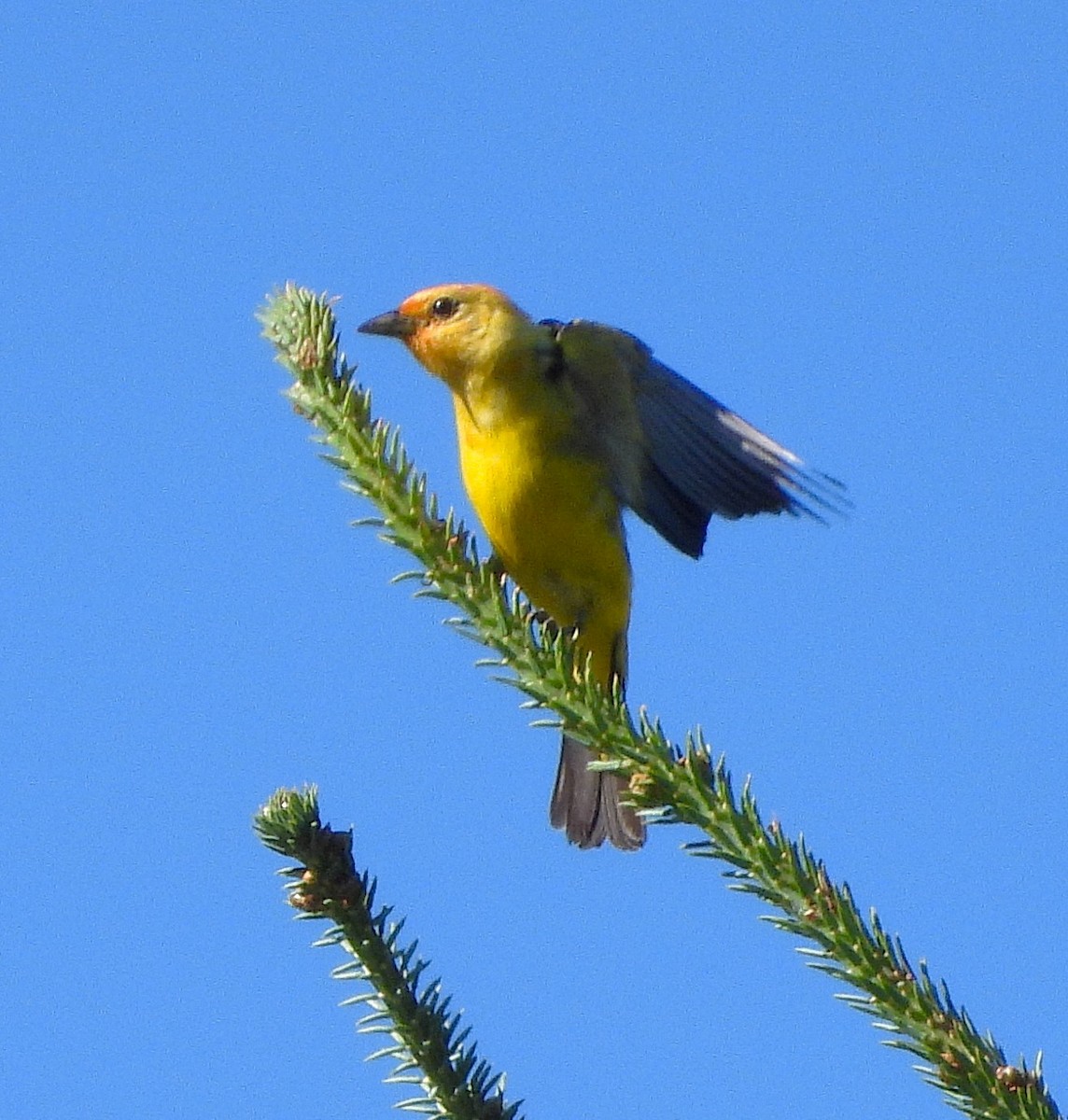 Western Tanager - ML638813854