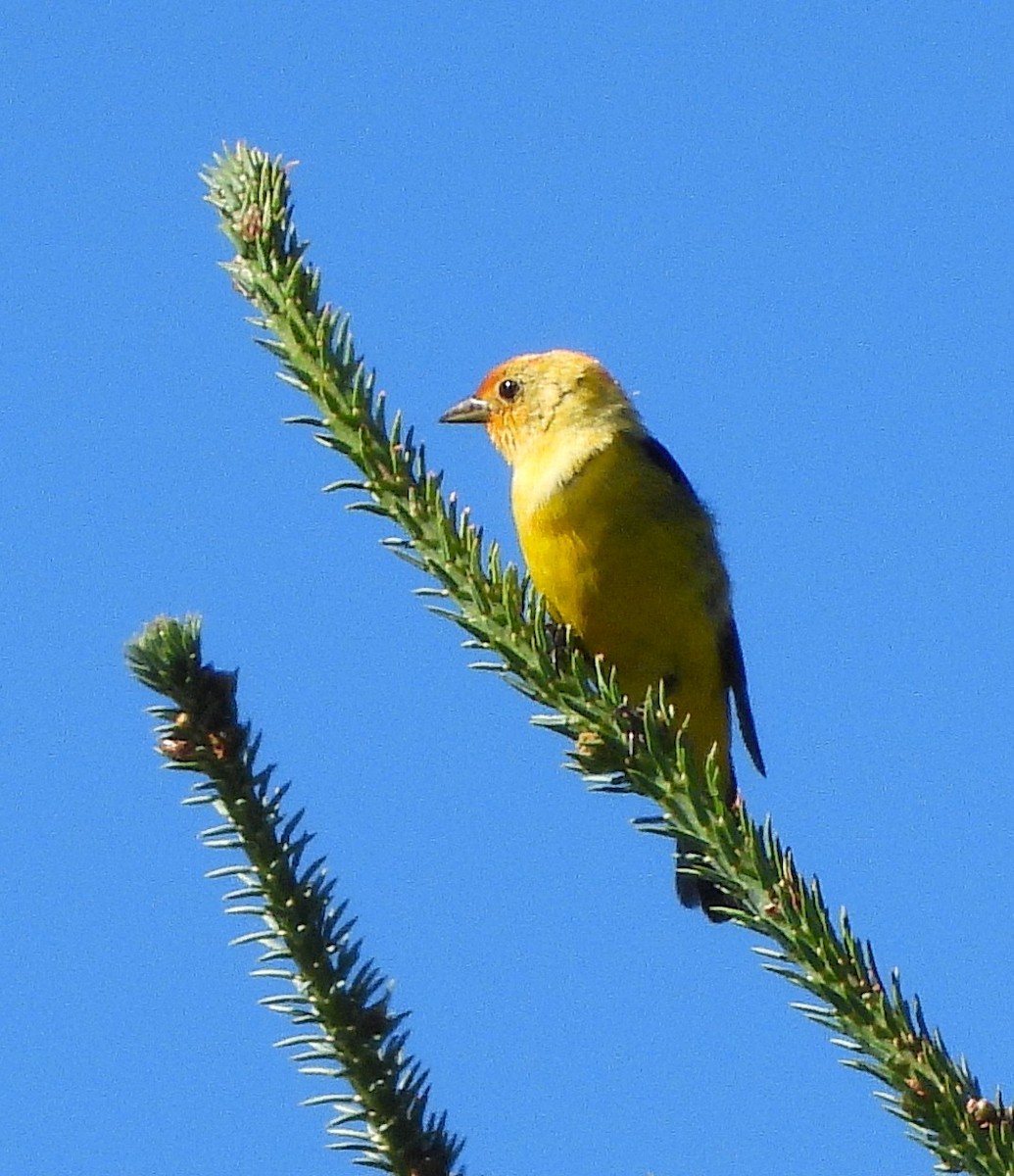 Western Tanager - ML638813856