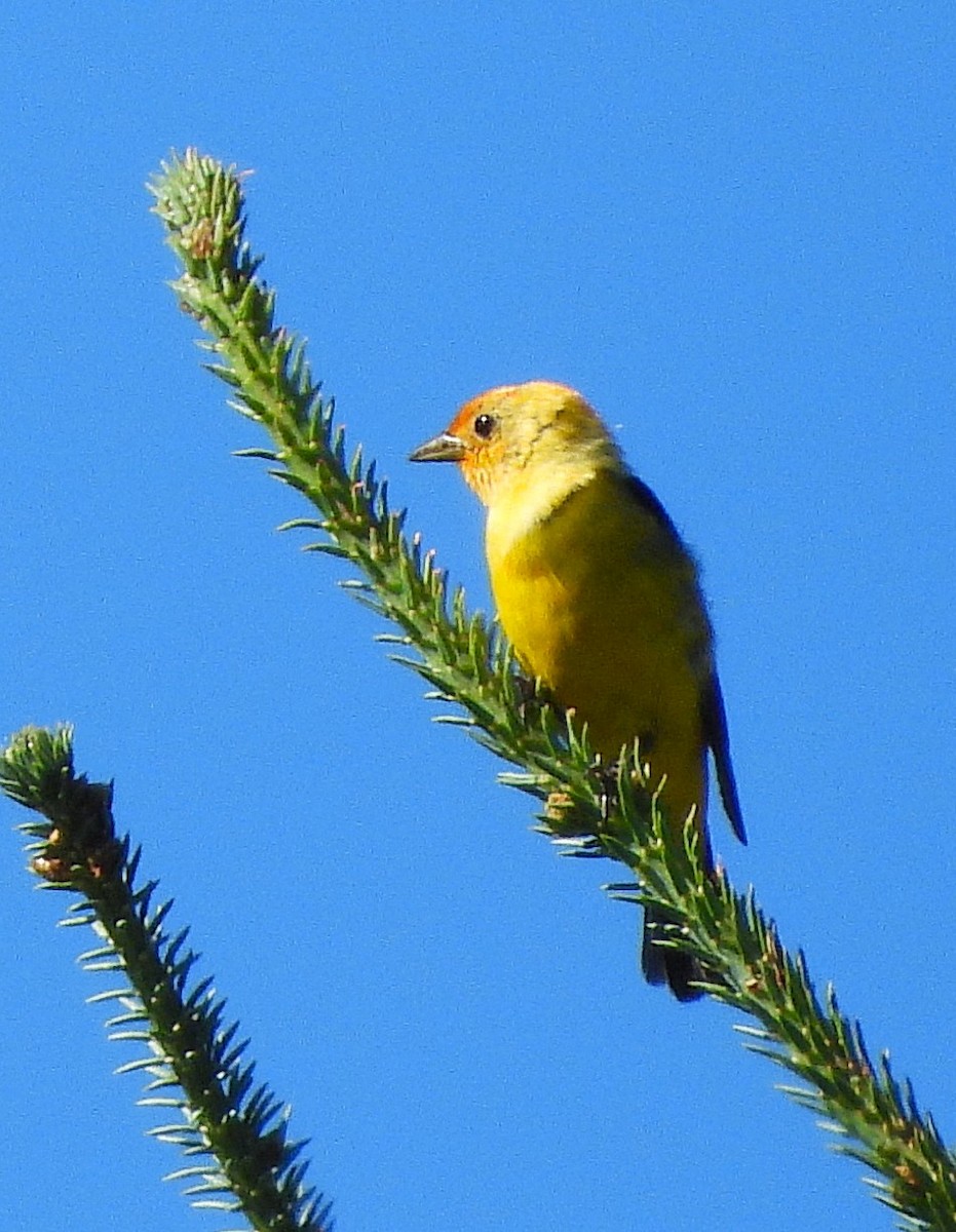 Western Tanager - ML638813857
