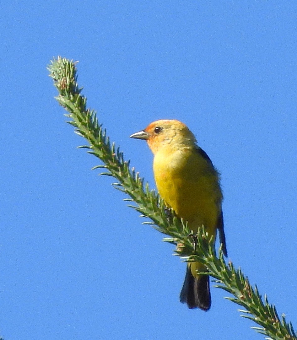 Western Tanager - ML638813858