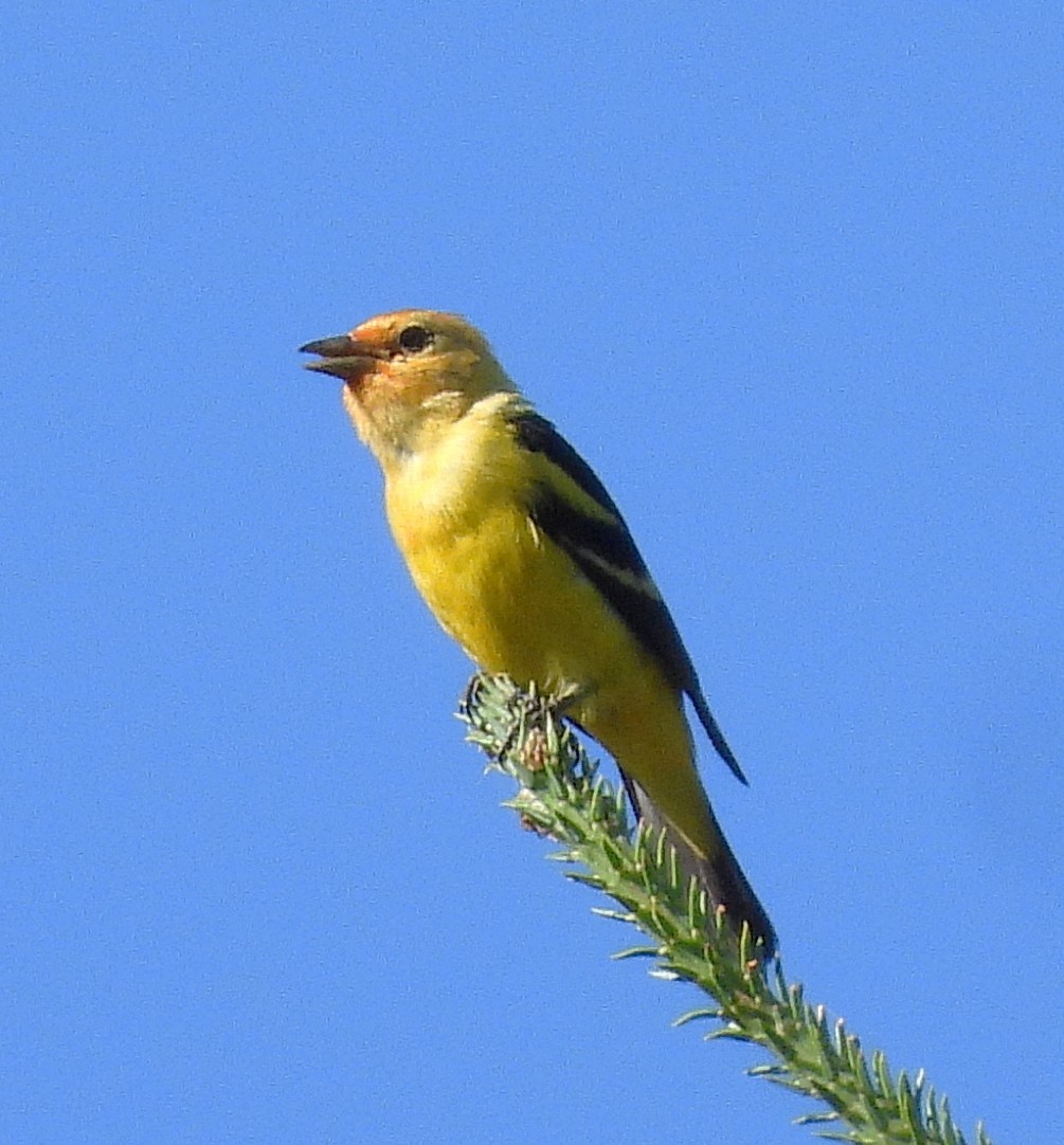 Western Tanager - ML638813860