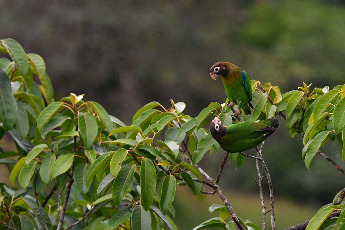 アカミミインコ - ML638813874